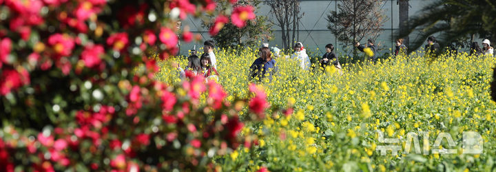 [서귀포=뉴시스] 우장호 기자 = 맑은 날씨를 보인 9일 오전 제주 서귀포시 남원읍 휴애리자연생활공원을 찾은 관광객들이 활짝 피어난 유채꽃을 감상하며 한겨울 속 봄 정취를 만끽하고 있다.&nbsp; 기상청에 따르면 주말인 10일부터 서서히 찬 대륙고기압의 영향을 받아 전국에 큰 추위가 찾아오고, 11일에는 남부와 제주를 중심으로 많은 눈이 내릴 것으로 예측됐다. 2026.01.09. woo1223@newsis.com