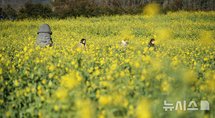 [서귀포=뉴시스] 우장호 기자 = 맑은 날씨를 보인 9일 오전 제주 서귀포시 남원읍 휴애리자연생활공원을 찾은 관광객들이 활짝 피어난 유채꽃을 감상하며 한겨울 속 봄 정취를 만끽하고 있다.&nbsp; 기상청에 따르면 주말인 10일부터 서서히 찬 대륙고기압의 영향을 받아 전국에 큰 추위가 찾아오고, 11일에는 남부와 제주를 중심으로 많은 눈이 내릴 것으로 예측됐다. 2026.01.09. woo1223@newsis.com