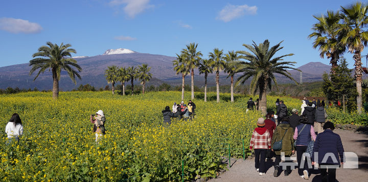 [서귀포=뉴시스] 우장호 기자 = 맑은 날씨를 보인 9일 오전 제주 서귀포시 남원읍 휴애리자연생활공원을 찾은 관광객들이 활짝 피어난 유채꽃을 감상하며 한겨울 속 봄 정취를 만끽하고 있다.&nbsp; 기상청에 따르면 주말인 10일부터 서서히 찬 대륙고기압의 영향을 받아 전국에 큰 추위가 찾아오고, 11일에는 남부와 제주를 중심으로 많은 눈이 내릴 것으로 예측됐다. 2026.01.09. woo1223@newsis.com