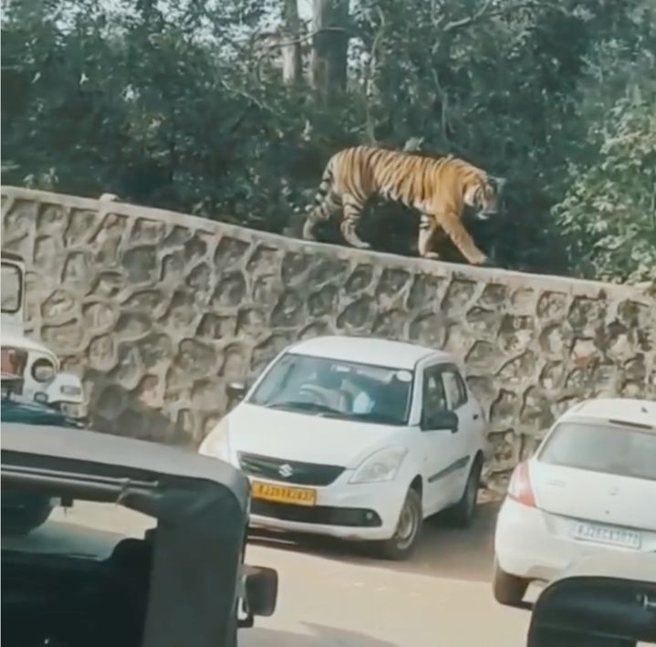 주차장으로 걸어온 호랑이 새끼…관광객들 숨 멎게 한 순간