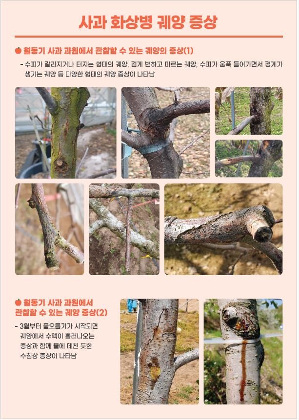4월까지 과수화상병 집중 예방기간…"궤양·의심주 제거해야"