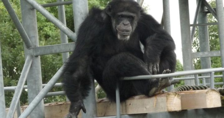 [뉴시스] 암컷 침팬지 '아이(アイ)' (사진 = 교토대 누리집 캡처) 2026.01.11. *재판매 및 DB 금지