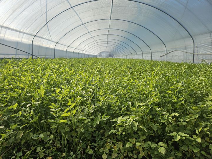[대구=뉴시스] 팔공산 미나리. (사진=대구 동구 제공) 2026.01.11. photo@newsis.com *재판매 및 DB 금지