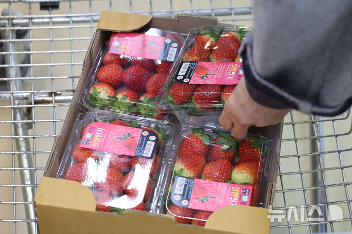 겨울 대표 과일 '딸기' 가격 숨 고르기…송미령 장관, 현장 점검