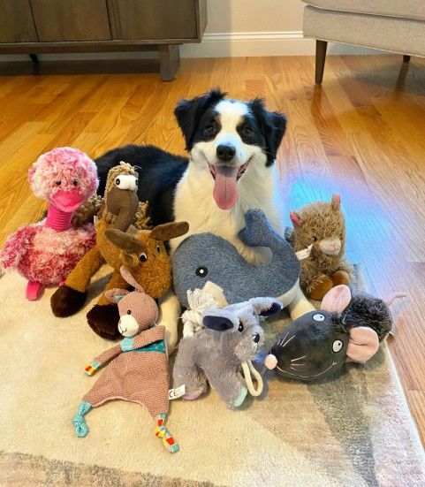 [매사추세츠=AP/뉴시스]매사추세츠주에 사는 머그시라는 이름의 강아지가 장난감의 이름을 외운 모습. *재판매 및 DB 금지 *재판매 및 DB 금지