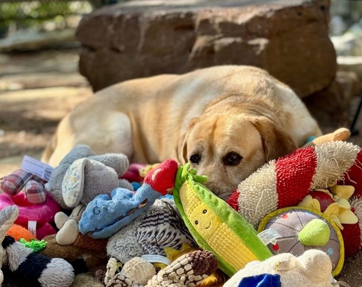 [텍사스=AP/뉴시스]텍사스에 사는 오기라는 이름의 리트리버. *재판매 및 DB 금지 *재판매 및 DB 금지