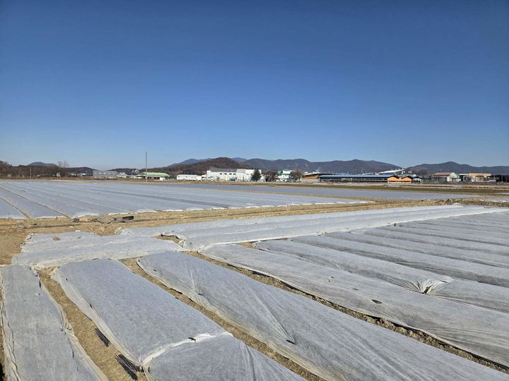 [창녕=뉴시스] 한파에 대비해 부직포를 덮어놓은 마늘밭. (사진=창녕군 제공) 2026.01.12. photo@newsis.com *재판매 및 DB 금지