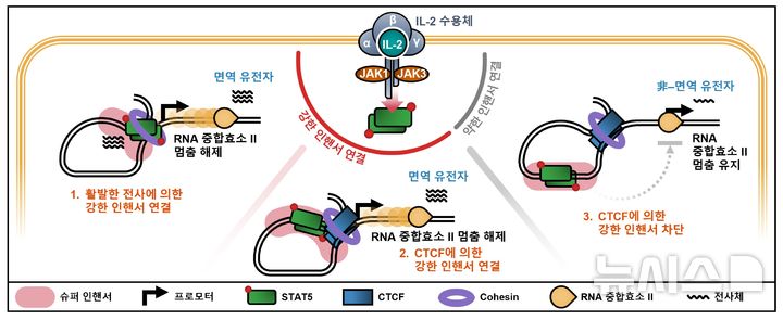 사람마다 약물 반응 다른 이유 찾았다…'이것' 원리 규명