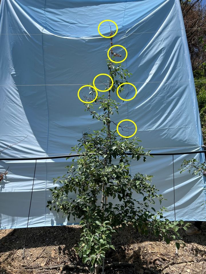 [안동=뉴시스] 산불에서 5m 떨어진 사과나무의 피해 현상. (사진=경북도 제공) 2026.01.08. photo@newsis.com *재판매 및 DB 금지