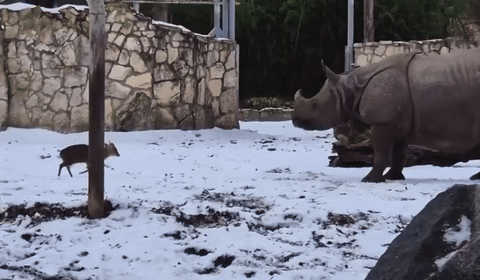 [뉴시스] 폴란드의 한 동물원에서 작은 사슴이 거대한 코뿔소를 향해 돌진하는 이색적인 장면이 포착됐다. (영상=엑스 캡처) *재판매 및 DB 금지