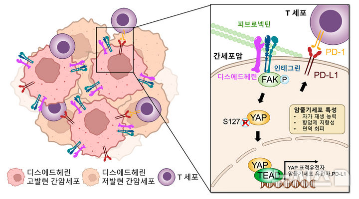 그래픽은 디스에드헤린에 의한 간암 악성화·면역 회피 기전 모식도. 디스에드헤린이 신호전달(FAK/YAP/TEAD)을 통해 암 줄기세포 유전자와 면역 회피 단백질(PD-L1)을 동시에 증가시키는 기전을 규명함. (그래픽=GIST 제공) photo@newsis.com