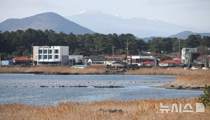 [제주=뉴시스] 우장호 기자 = 12일 오전 제주시 구좌읍 하도리 철새도래지에서 철새들이 먹이활동을 하고 있다.제주도에 따르면 지난 5일 서귀포시 성산읍 시흥리 해변 아생조류 분변에서 올겨울 첫 고병원성 AI가 검출돼 항원 검출 지역 지점 반경 10㎞ 지역을 '야생조류 예찰 지역'으로 설정해 가금류에 대한 이동이 제한된 상태다. 2026.01.12. woo1223@newsis.com
