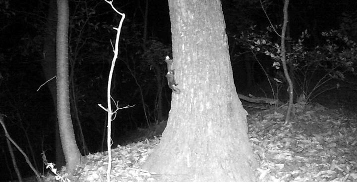 [청주=뉴시스] 충북 청주시 우암산 도시생태축 복원사업지에서 포착된 하늘다람쥐. (사진=청주시 제공) photo@newsis.com *재판매 및 DB 금지