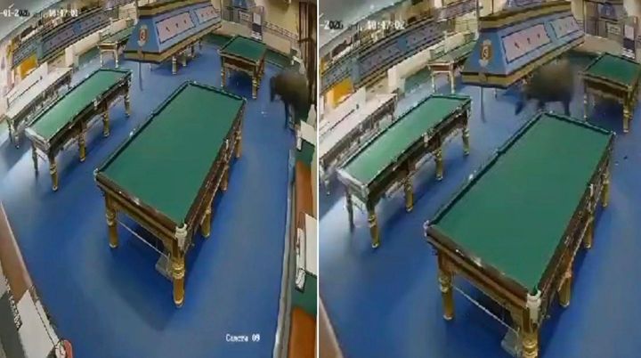 도축장 탈출한 물소…도심 질주하다 당구장 돌진