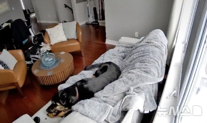 소파 위에서 '펑'…반려견이 배터리 씹다 화재 발생