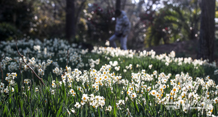 [제주=뉴시스] 우장호 기자 = 맑은 날씨를 보인 13일 오전 제주시 한림읍 한림공원 내에 수선화가 활짝 피어나 관람객들의 시선을 사로 잡고 있다. 2026.01.13. woo1223@newsis.com