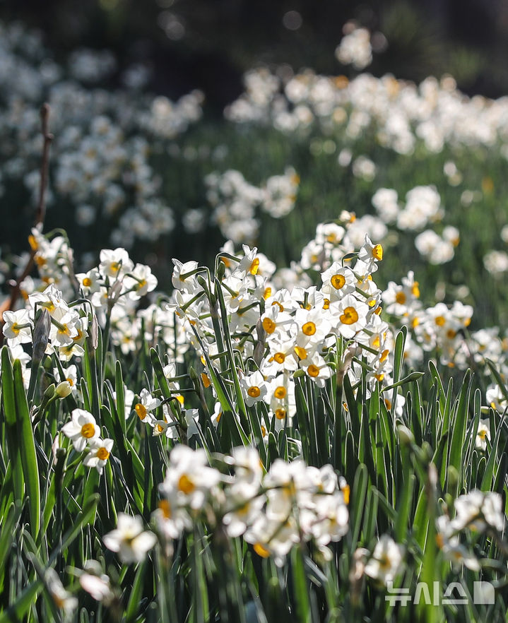 [제주=뉴시스] 우장호 기자 = 맑은 날씨를 보인 13일 오전 제주시 한림읍 한림공원 내에 수선화가 활짝 피어나 관람객들의 시선을 사로 잡고 있다. 2026.01.13. woo1223@newsis.com