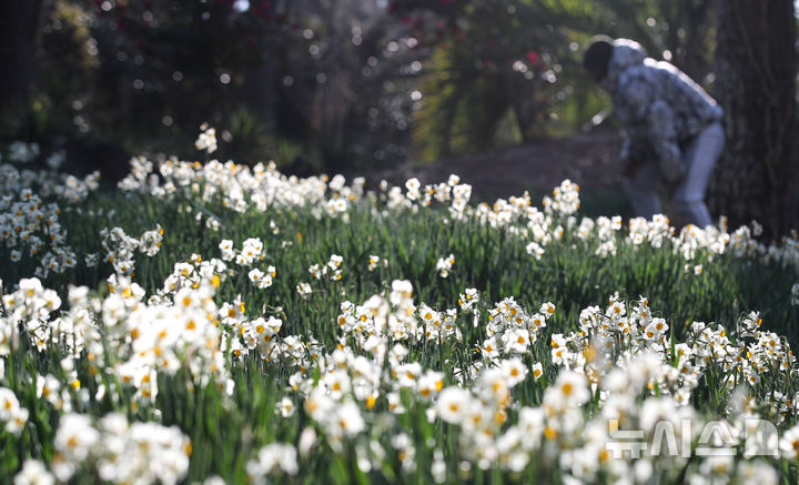 [제주=뉴시스] 우장호 기자 = 맑은 날씨를 보인 13일 오전 제주시 한림읍 한림공원 내에 수선화가 활짝 피어나 관람객들의 시선을 사로 잡고 있다. 2026.01.13. woo1223@newsis.com