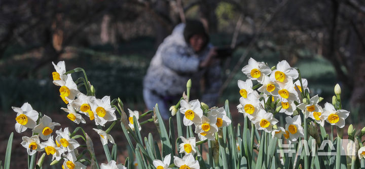 [제주=뉴시스] 우장호 기자 = 맑은 날씨를 보인 13일 오전 제주시 한림읍 한림공원 내에 수선화가 활짝 피어나 관람객들의 시선을 사로 잡고 있다. 2026.01.13. woo1223@newsis.com