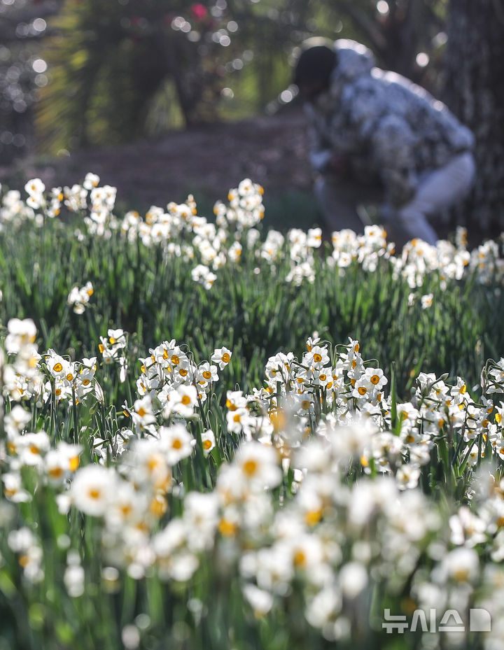 [제주=뉴시스] 우장호 기자 = 맑은 날씨를 보인 13일 오전 제주시 한림읍 한림공원 내에 수선화가 활짝 피어나 관람객들의 시선을 사로 잡고 있다. 2026.01.13. woo1223@newsis.com