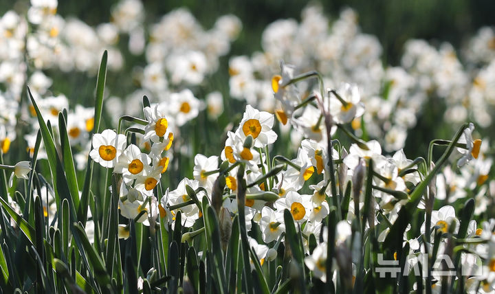 [제주=뉴시스] 우장호 기자 = 맑은 날씨를 보인 13일 오전 제주시 한림읍 한림공원 내에 수선화가 활짝 피어나 관람객들의 시선을 사로 잡고 있다. 2026.01.13. woo1223@newsis.com