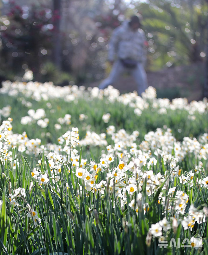 [제주=뉴시스] 우장호 기자 = 맑은 날씨를 보인 13일 오전 제주시 한림읍 한림공원 내에 수선화가 활짝 피어나 관람객들의 시선을 사로 잡고 있다. 2026.01.13. woo1223@newsis.com