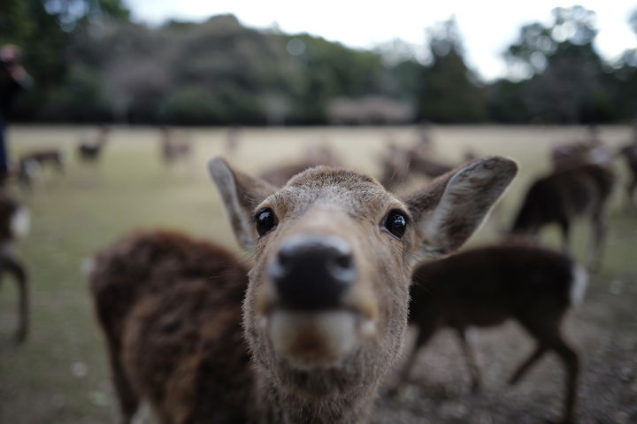 광명 농장서 사슴 5마리 탈출, 긴급 수색 중