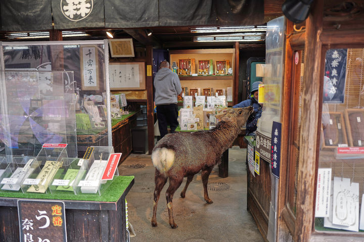 [나라=AP/뉴시스] 지난 14일(현지시각) 일본 서부 나라현의 한 상점에 사슴 한 마리가 들어서고 있다. 2026.03.25.