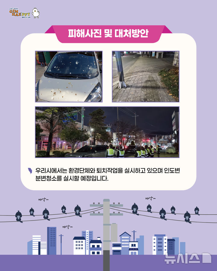 김해 도심 떼까마귀 출현, 도로·차량 배설물 처리 비상