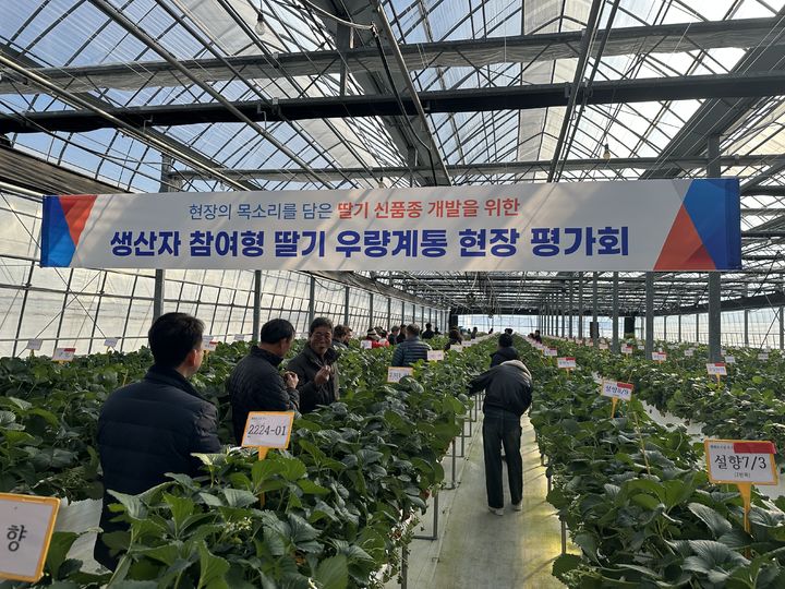 [진주=뉴시스]경남도농업기술원, 생산자 참여형 딸기 우량계통 현장 평가회.(사진=경남농업기술원 제공).2026.01.14.photo@newsis.com *재판매 및 DB 금지