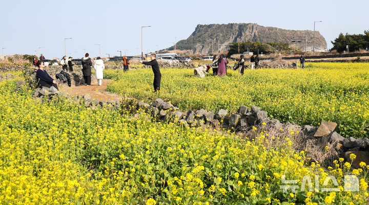 [서귀포=뉴시스] 우장호 기자 = 맑은 날씨를 보인 14일 오후 제주 서귀포시 성산일출봉 광치기해변 인근에 유채꽃이 활짝 피어나 때이른 봄 정취를 자아내고 있다.기상청에 따르면 제주지역은 15~16일 낮 최고기온이 16도 안팎으로 오르며 포근한 날씨를 보일 것으로 전망된다. 2026.01.14. woo1223@newsis.com