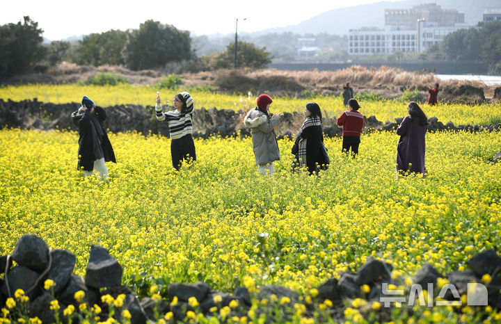 "여기는 봄이네" 활짝 핀 제주 유채꽃 [뉴시스Pic]