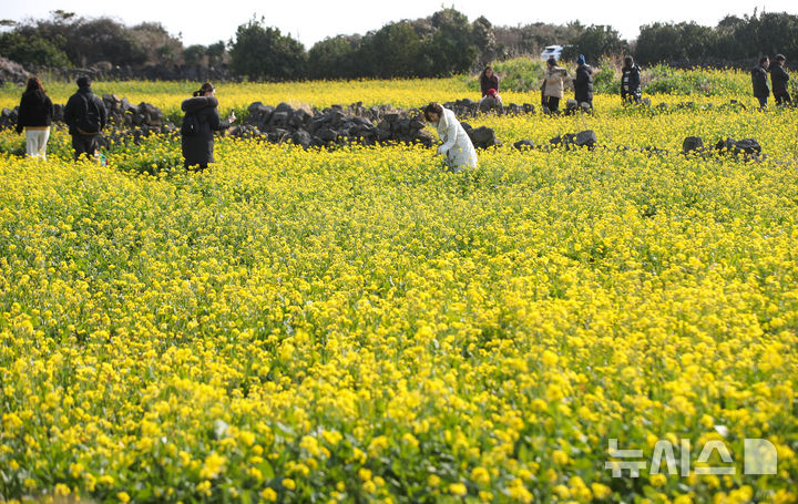 [서귀포=뉴시스] 우장호 기자 = 맑은 날씨를 보인 14일 오후 제주 서귀포시 성산일출봉 광치기해변 인근에 유채꽃이 활짝 피어나 때이른 봄 정취를 자아내고 있다.기상청에 따르면 제주지역은 15~16일 낮 최고기온이 16도 안팎으로 오르며 포근한 날씨를 보일 것으로 전망된다. 2026.01.14. woo1223@newsis.com