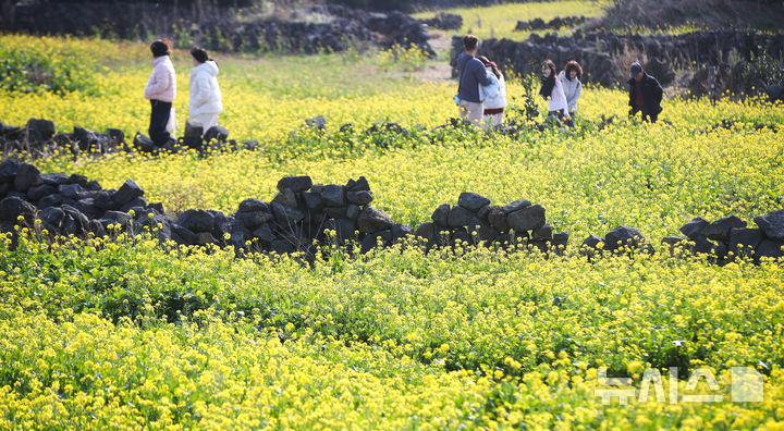 [서귀포=뉴시스] 우장호 기자 = 맑은 날씨를 보인 14일 오후 제주 서귀포시 성산일출봉 광치기해변 인근에 유채꽃이 활짝 피어나 때이른 봄 정취를 자아내고 있다.기상청에 따르면 제주지역은 15~16일 낮 최고기온이 16도 안팎으로 오르며 포근한 날씨를 보일 것으로 전망된다. 2026.01.14. woo1223@newsis.com