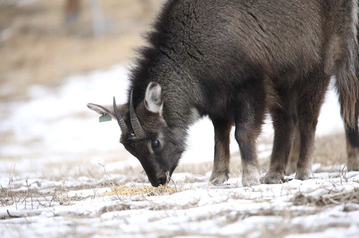 [서울=뉴시스] 먹이 먹는 산양 (25년). (사진= 국가유산청 제공) 2026.01.15 photo@newsis.com *재판매 및 DB 금지