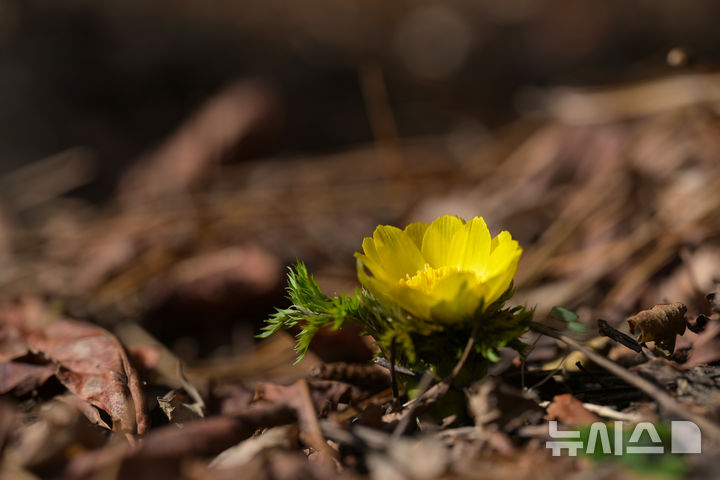 [제주=뉴시스] 지난 12일 한라산 중턱인 해발 500m에서 노란 꽃을 피운 봄의 전령, 세복수초. (사진=국립산림과학원 제공) 2026.01.15. photo@newsis.com