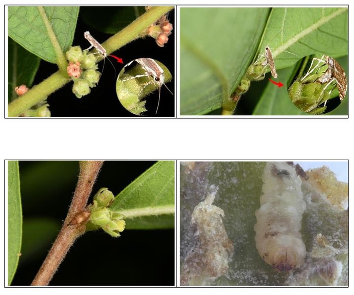 [대전=뉴시스] 조도만두나무의 수분매개체충인 조도만두가는나방(위)과 조도만두나무 종자해충인 담갈색조도만두바구미. (사진=국립수목원 제공) 2026.01.15. photo@newsis.com *재판매 및 DB 금지