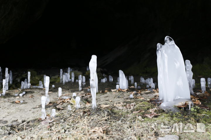 [제천=뉴시스] 이병찬 기자 = 최근 영하 20도까지 내려가는 강추위가 이어지면서 15일 충북 제천시 덕산면 월악산 보덕굴에 역고드름이 만발했다. 역고드름은 동굴 천장에서 떨어지는 물이 얼어붙으면서 만들어진다.2026.01.15.bclee@newsis.com 