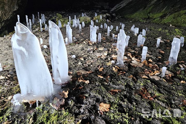 [제천=뉴시스] 이병찬 기자 = 최근 영하 20도까지 내려가는 강추위가 이어지면서 15일 충북 제천시 덕산면 월악산 보덕굴에 역고드름이 만발했다. 역고드름은 동굴 천장에서 떨어지는 물이 얼어붙으면서 만들어진다.2026.01.15.bclee@newsis.com 