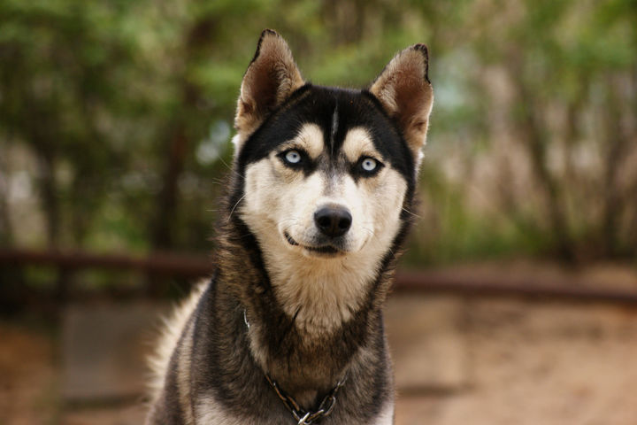 할머니 지인 집에서 무슨 일이…美 6세 남아 반려견 공격에 숨져