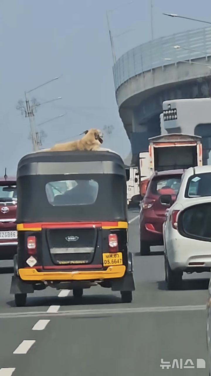 [서울=뉴시스] 뭄바이 도심 도로에서 달리는 오토릭샤 지붕 위에 앉아 있는 개의 모습 (출처=@nnimish_kodilkar 인스타그램) 