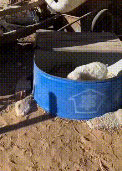 [뉴시스]중국에서 새끼 양이 시장에서 팔려 가지 않으려고 죽은 척하는 모습이 화제다. (영상 = @tiantian108 X 갈무리) *재판매 및 DB 금지