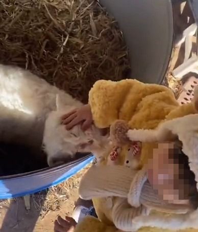[뉴시스]새끼 양은 어린아이가 손을 갖다대자 코를 비빈다. (사진 = @tiantian108 X 캡처) *재판매 및 DB 금지