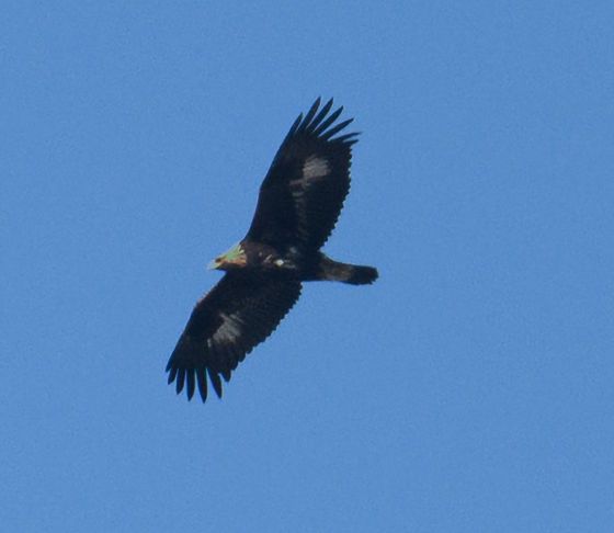 [울산=뉴시스] 울산시는 지난해 11월부터 올해 1월까지 울주군 회야댐과 회야생태습지 인근에서 천연기념물이자 멸종위기야생생물Ⅰ급인 검독수리, 먹황새, 참수리, 흰꼬리수리 등 4종을 잇따라 관찰했다고 16일 밝혔다. 사진은 검독수리. (사진= 울산시 제공) 2026.01.16. photo@newsis.com *재판매 및 DB 금지