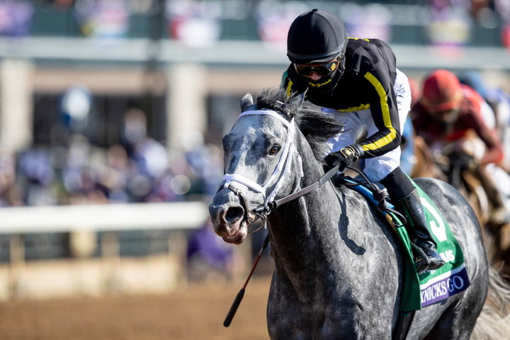 [서울=뉴시스] '닉스고', 내달 한국마사회 제주목장에서 씨수말로서 교배 지원 시작. (사진=한국마사회 제공) *재판매 및 DB 금지