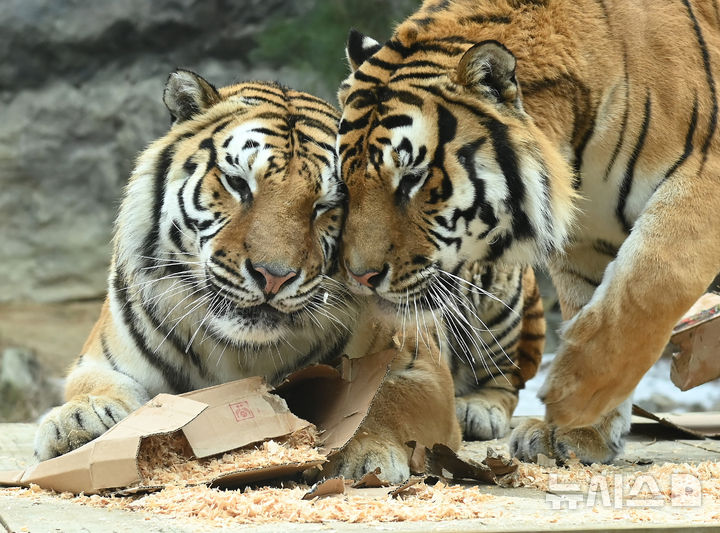 [용인=뉴시스] 김종택 기자 = 15일 경기 용인시 에버랜드 타이거 밸리에서 한국호랑이 다운이와 나라가 장난감을 갖고 놀며 겨울을 즐기고 있다. 2026.01.15. jtk@newsis.com