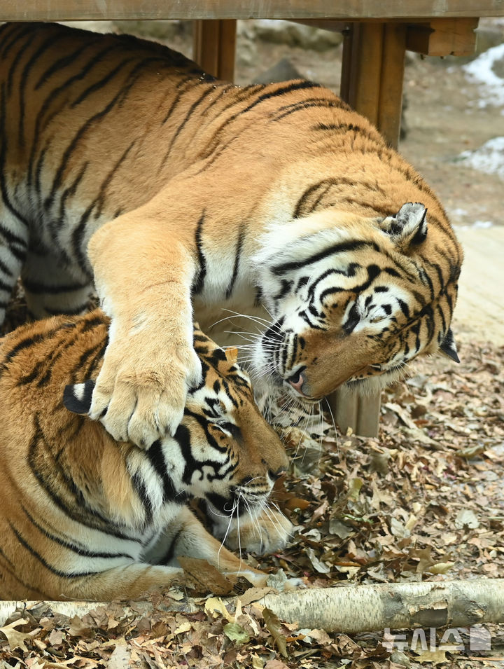 [용인=뉴시스] 김종택 기자 = 15일 경기 용인시 에버랜드 타이거 밸리에서 한국호랑이 다운이와 나라가 장난을 치며 겨울을 즐기고 있다. 2026.01.15. jtk@newsis.com