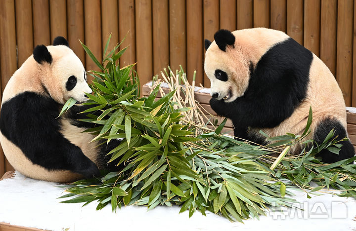 [용인=뉴시스] 김종택 기자 = 15일 경기 용인시 에버랜드에서 쌍둥이 판다 루이바오와 후이바오가 먹이를 먹으며 겨울을 즐기고 있다. 2026.01.15. jtk@newsis.com