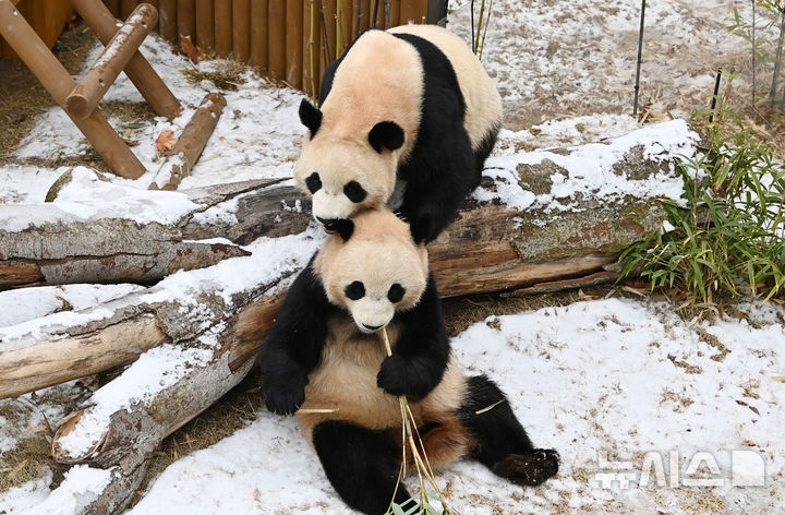 [용인=뉴시스] 김종택 기자 = 15일 경기 용인시 에버랜드에서 쌍둥이 판다 루이바오와 후이바오가 눈밭에서 먹이를 먹으며 겨울을 즐기고 있다. 2026.01.15. jtk@newsis.com