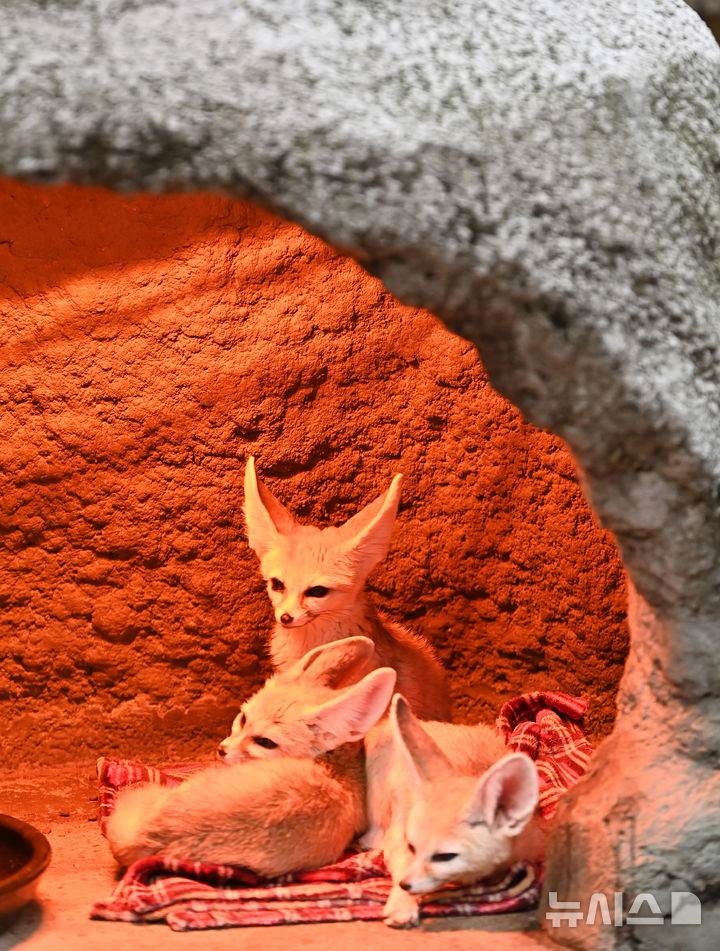 [용인=뉴시스] 김종택 기자 = 15일 경기 용인시 에버랜드에서 사막여우가 열등기구에 앉아 추위를 피하고 있다. 2026.01.15. jtk@newsis.com